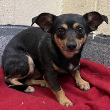 Hope -  Chihuahua Dog for Adoption in Cedaredge, Colorado - Hope | PetCurious