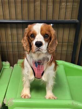 Canary Yellow -  Cavalier King Charles Spaniel Dog for Adoption in Broken Arrow, Oklahoma - Canary Yellow | PetCurious