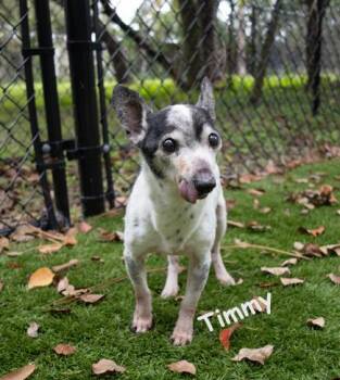 Timmy -  Jack Russell Terrier Dog for Adoption in Palm Harbor, Florida - Timmy | PetCurious