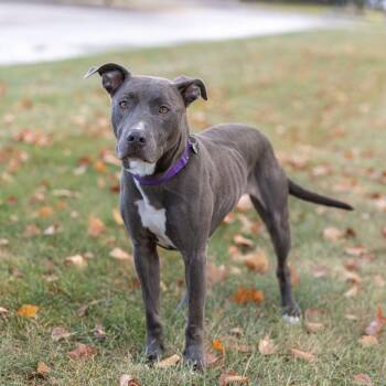 Nebula -  Mixed Breed Dog for Adoption in Dearborn, Michigan - Nebula | PetCurious