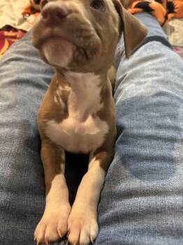 Mixed Breed Dogs Available for Adoption - Tindra | PetCurious