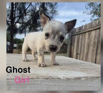 Ghost -  Australian Cattle Dog Blue Heeler Dog for Adoption in Gainesville, Virginia - Ghost | PetCurious