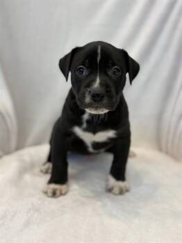 Pit Bull Terrier Dogs Available for Adoption in Forney, Texas - JELLYBEAN | PetCurious