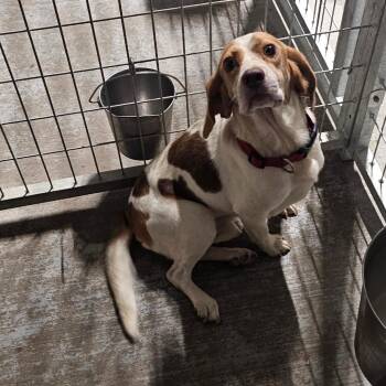Oddin -  Beagle Dog for Adoption in Mount Vernon, Arkansas - Oddin | PetCurious