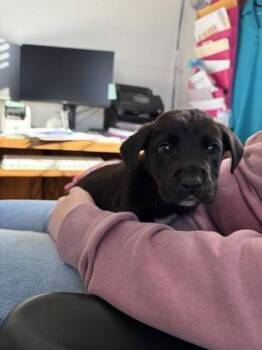 Mixed Breed Dogs Available for Adoption - Atlas | PetCurious