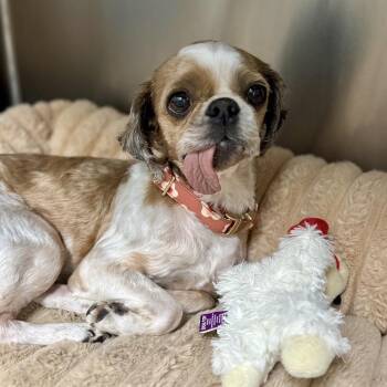 Shih Tzu Dogs Available for Adoption in Modesto, California - Poppy | PetCurious