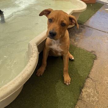 Rescue Mixed Breed Dogs for Adoption in Grand Junction, Colorado - Raider | PetCurious