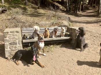 Rescue Doberman Pinscher and Belgian Shepherd Malinois Dogs for Adoption in San Francisco, California - Minerva | PetCurious