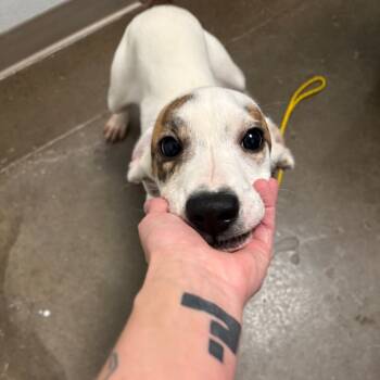 Rescue Labrador Retriever and Mixed Breed Dogs for Adoption in Tulsa, Oklahoma - Sam | PetCurious