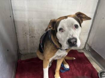 Pit Bull Terrier Dogs Available for Adoption in San Bernardino, California - MARY JANE | PetCurious