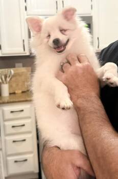 Stevie -  Pomeranian Dog for Adoption in Pleasant Hill, California - Stevie | PetCurious