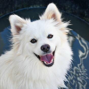 Kia Available 9/26 -  American Eskimo Dog Dog for Adoption in Loves Park, Illinois - Kia Available 9/26 | PetCurious
