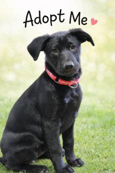Labrador Retriever Dogs Available for Adoption - Dolly | PetCurious