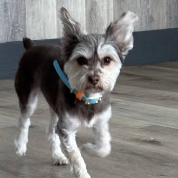 Mila -  Miniature Schnauzer and Yorkshire Terrier Dog for Adoption in Idaho Falls, Idaho - Mila | PetCurious