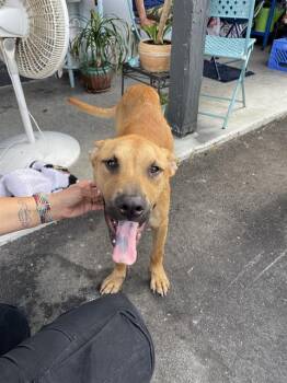 A138572 -  Mixed Breed Dog for Adoption in Palmetto, Florida - A138572 | PetCurious