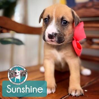 Pit Bull Terrier and American Bully Dogs Available for Adoption - Sunshine Skyway Bridge | PetCurious