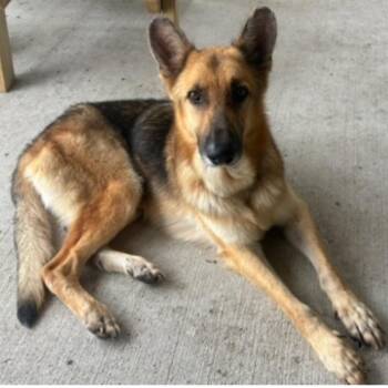 German Shepherd Dog Dogs Available for Adoption in Houston, Texas - Aggie | PetCurious