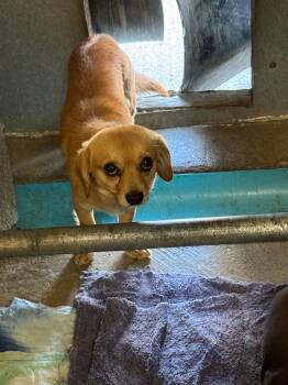 Pinetree aka Chico Foster Needed -  Dachshund and Chihuahua Dog for Adoption in Kirkland, Washington - Pinetree Aka Chico Foster Needed | PetCurious