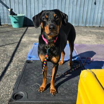 Brunch -  Dachshund and Mixed Breed Dog for Adoption in Chicago, Illinois - Brunch | PetCurious