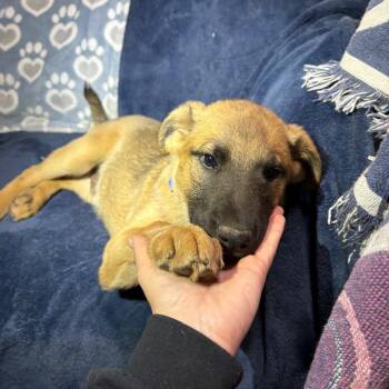 Brier -  Anatolian Shepherd and Cattle Dog Dog for Adoption in Riverside, California - Brier | PetCurious