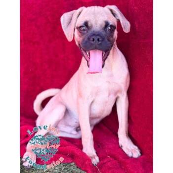 Happy -  Chug Dog for Adoption in Inglewood, California - Happy | PetCurious