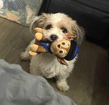 Chase -  Shih Tzu and Yorkshire Terrier Dog for Adoption in East Brunswick, New Jersey - Chase | PetCurious