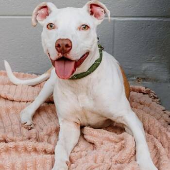 Madelyn -  Pit Bull Terrier Dog for Adoption in Patchogue, New York - Madelyn | PetCurious