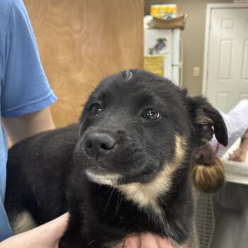 Australian Shepherd Dogs Available for Adoption - NY Salma Hayek Avail Mar 21 (Tractor Supply Patterson NY) | PetCurious