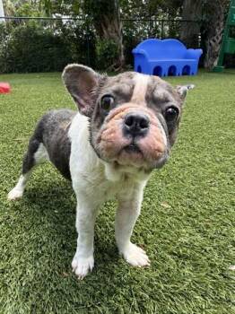 French Bulldog and Mixed Breed Dogs Available for Adoption in North Miami Beach, Florida - S/C Lolo (Was Loki) | PetCurious