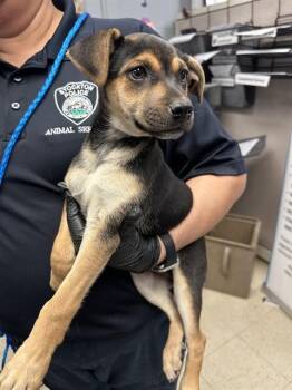 Beagle and Chihuahua Dogs Available for Adoption in Stockton, California - HINATA | PetCurious