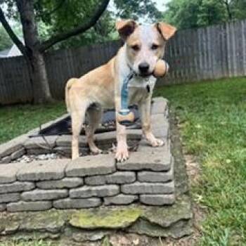 Apollo -  Australian Cattle Dog Blue Heeler Dog for Adoption in Manassas, Virginia - Apollo | PetCurious
