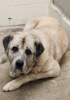 Rescue Anatolian Shepherd Dogs for Adoption in Berea, Kentucky - Huck | PetCurious