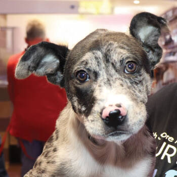 Rescue Mixed Breed Dogs for Adoption in Port Washington, New York - Lotus | PetCurious