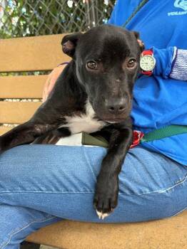 TEDDY -  Terrier Dog for Adoption in Fort Myers, Florida - TEDDY | PetCurious