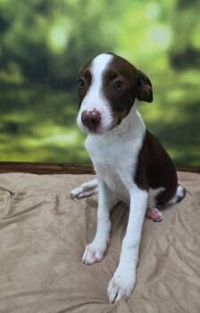 Gabriel -  Pointer Dog for Adoption in Little Rock, Arkansas - Gabriel | PetCurious