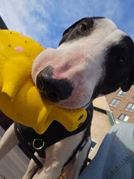 Bull Terrier Dogs Available for Adoption - Bruno | PetCurious