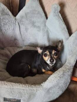 Chihuahua Dogs Available for Adoption in Newport, Kentucky - Raven | PetCurious