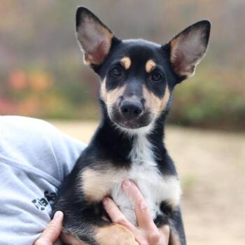 CT Twig avail Oct 24 (Scarecrow Festival- Somers, CT) -  Shepherd and Mixed Breed Dog for Adoption in Stormville, New York - CT Twig Avail Oct 24 (Scarecrow Festival- Somers, CT) | PetCurious