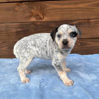 Cattle Dog and English Bulldog Dogs Available for Adoption - Paulina | PetCurious