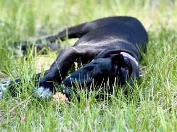 Lily -  Labrador Retriever and Pit Bull Terrier Dog Available for Adoption in Evergreen, Colorado - Lily | PetCurious