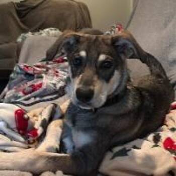 Gunter -  Husky Dog for Adoption in Monticello, New York - Gunter | PetCurious