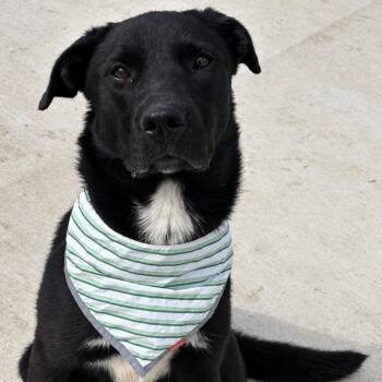 Maxx -  Labrador Retriever and Shepherd Dog for Adoption in Pilot Point, Texas - Maxx | PetCurious