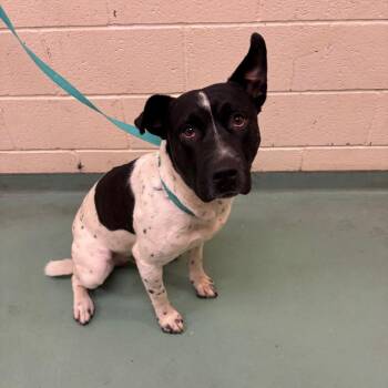 Mixed Breed Dogs Available for Adoption in Memphis, Tennessee - Old Man | PetCurious