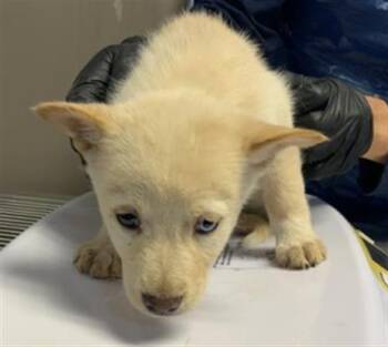 Husky and Mixed Breed Dogs Available for Adoption in Visalia, California - A253256 | PetCurious
