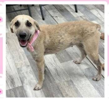Tiffany the Sweet Cur Mix -  Black Mouth Cur and Terrier Dog Available for Adoption in Muskego, Wisconsin - Tiffany The Sweet Cur Mix | PetCurious