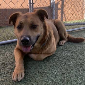 Mixed Breed Dogs Available for Adoption - Ginger | PetCurious