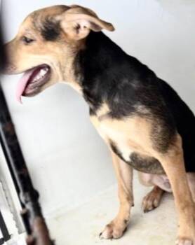 A658162 -  Beagle Dog for Adoption in Houston, Texas - A658162 | PetCurious