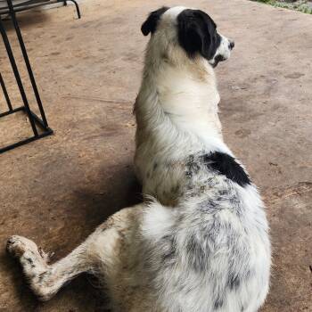 Rescue Great Pyrenees and Border Collie Dogs for Adoption in Owasso, Oklahoma - Abel | PetCurious