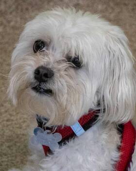 Poodle Dogs Available for Adoption - Ellis | PetCurious