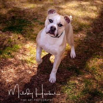 Pit Bull Terrier Dogs Available for Adoption in Brockton, Massachusetts - BAPTIST | PetCurious